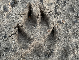 dierensporen